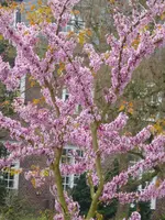 P1050128Judasbaum.webp