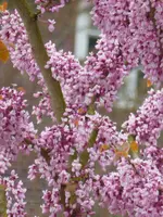 P1050129Judasbaum.webp