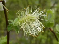 P1050132Ohrweide.webp