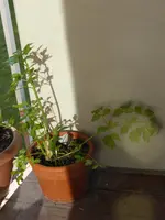 P1050160.webp