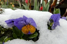DSCN0498.webp