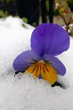 DSCN0506.webp