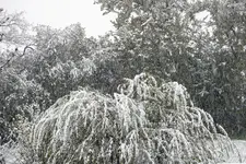 DSCN0335.webp
