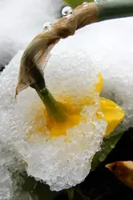 DSCN0457.webp