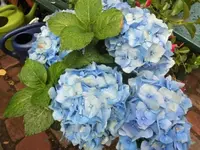 Bilda475.webp