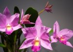 Orchidee 02 600.jpg