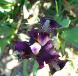 P1040786 Iris.webp