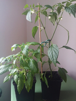 chili 2017-01.webp