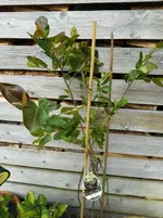 Garten 2.webp