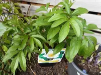 Garten 4.webp