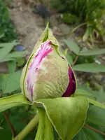 P1000429.webp