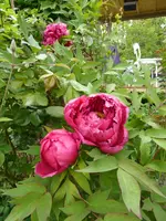 P1000444.webp