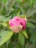 P1000450.webp
