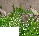 Farn 03.webp