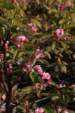 Apfelblüte Golden Bell_27042017_2_700.webp
