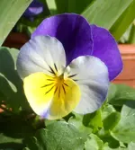 SAM_7763.webp