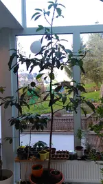 IMAG1266.webp