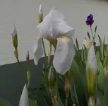 SAM_7916.webp
