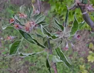 Apfelbaum.webp