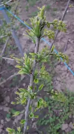 Johannisbeeren.webp
