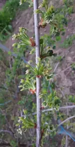 Stachelbeeren.webp