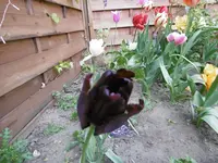 P1000725.webp