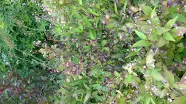 WP_20170427_010[1].webp