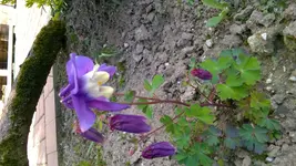 WP_20170427_009[1].webp