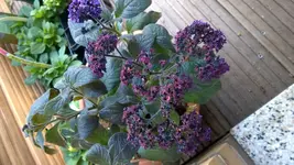 WP_20170420_001[1].webp