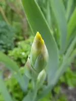 P1000601.webp