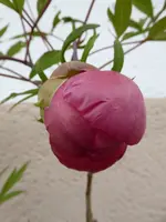 P1000736.webp