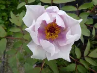 P1000741.webp