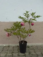 P1000734.webp