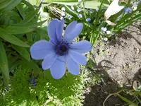 P1000726.webp
