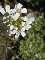 027_600x800.webp