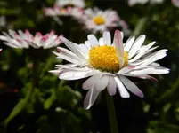 DSCN9576.webp