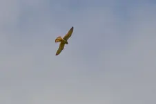 Turmfalken_0025.JPG
