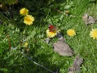 P1000740.webp