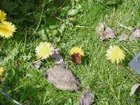 P1000741.webp