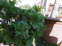 P1000745.webp