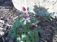 P1000748.webp
