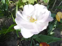 P1000750.webp