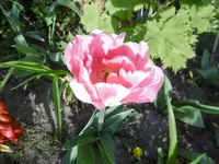 P1000751.webp