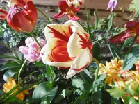 P1000757.webp