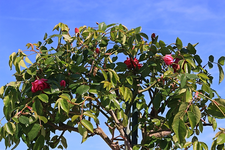 pinker Hochstamm_Knospen_Blüten_700.JPG