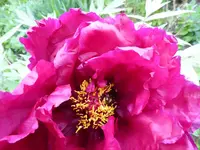P1000731.webp