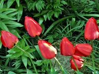 FürJoa.webp