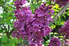 100_3834.webp