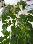 IMG_20170501_112052.jpg