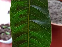 linda11.webp
